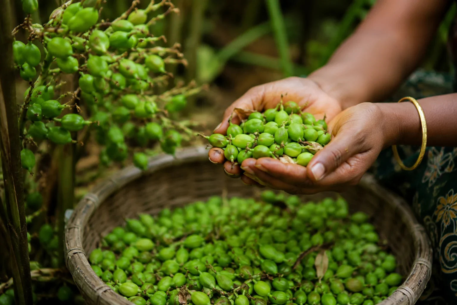 Why Cardamom Is One of the World's Most Precious Spices